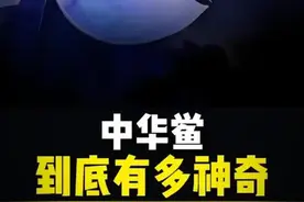生存了亿年的中华鲎，其内部的蓝色血液到底隐藏了什么秘密？