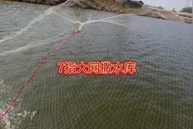 7指撒网实战测评：上鱼快但留不住？老渔民说出真相视频封面