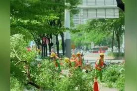 深圳不语，只是一味的砍树#桦加沙台风 #牛马城市 #深圳 #台风