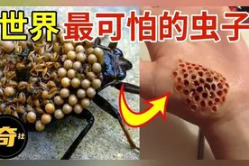 世界上最可怕的10种虫子，轻轻碰一下，全身腐烂，超恐怖