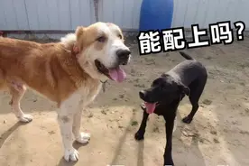 黑狼发情来借配，主人竟用中亚犬进行搭配，看看一次能成功吗？