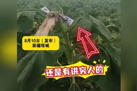 路人摘葵花后，在枝头留下5元钱，农户：种十几年地第一次遇到