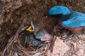 可怜的杜鹃鸟，被认出来了，鸟妈妈只喂自己的孩子