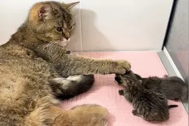 母猫不想让小猫吃奶，当小猫爬到母猫面前那一刻，你们都憋住别笑视频封面