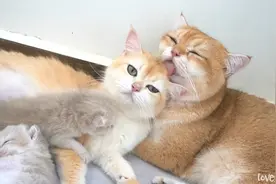 母猫给公猫生了一窝小猫，当公猫看到母猫后搞笑的一幕发生了！