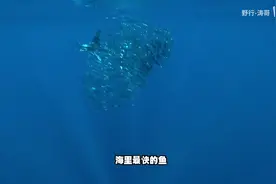 游速最快的5种鱼？鲨鱼完全排不上名，第一名竟是旗鱼！视频封面