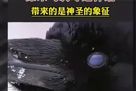 乌鸦带来的不是厄运，而是神圣的象征。