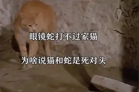 眼镜蛇打不过家猫？为啥说猫和蛇是死对头？