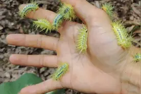 🐛 洋辣子竟能调教？掌握这几个弱点，轻松驯服“蜇人小魔王