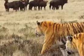 两只老虎闯非洲，牛羊见了抖三抖，狮子见了都绕道 #动物解说