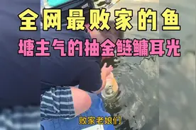 最败家的鱼：73天被钓出35次，气的塘主抽了金鲢鳙几个耳光视频封面