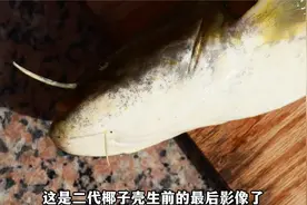 大嘴鲸的惊人蜕变：从玻璃珠大小到海洋巨兽的成长日记！