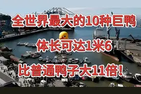 全世界最大的10种巨鸭，体长可达1米6，比普通鸭子大11倍！视频封面