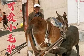 河北张家口农村老两口，赶毛驴车去亲戚家刚回来，门口谁来迎接？视频封面