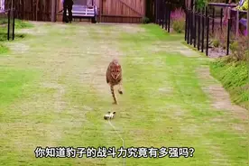 地球上最凶猛的八种豹子，猎豹在面前就只配当个小弟！#豹子 #猫