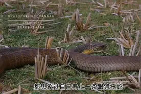 《眼镜王蛇的习性与饲养概括》1视频封面