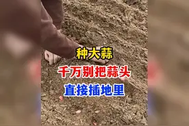 种大蒜别直接插土里，这样种出苗快长势好