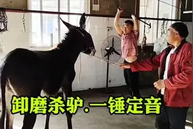 屠宰毛驴全过程。当屠夫用毛巾盖住它的脸时，它的心里是多么绝望