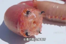 长着四颗金属毒牙，无限吸血的可怕蠕虫，血虫究竟有多狠？