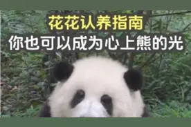 认养花花指南，用处超乎你的想象，你也可以成为心上熊的光