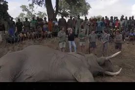 大象体型大肉有多，为什么历史上人类没有驯服大象大规模养殖来吃