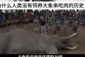 大象体型大出肉多，为什么人类没有饲养大规模饲养来吃肉呢？