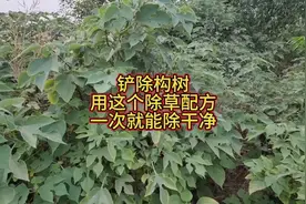 铲除构树，用这个小配方，一遍就能除干净