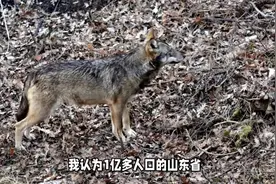 山东省喜迎野生大灰狼：1亿人口的生态之美与自然奇迹