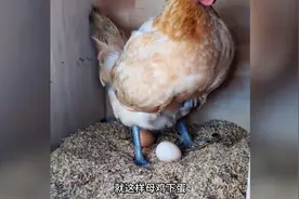 为什么没有公鸡，母鸡也能下蛋？