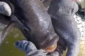 为什么吃的罗非鱼都是公的？养殖过程告诉你答案#纪录片