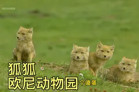 三只可爱的小狐狸在草地上嬉戏，萌化你的心！视频封面