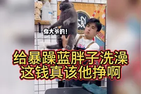 给暴躁蓝胖子洗澡，这钱真该他挣啊#萌宠#猫咪洗澡#蓝猫洗澡#