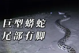 福建惊现巨型大蟒，科普大片，零距离观感，你见过有脚的蟒蛇吗？
