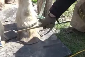 马蹄子受伤化脓了，把脓血放出来马儿如释负重！