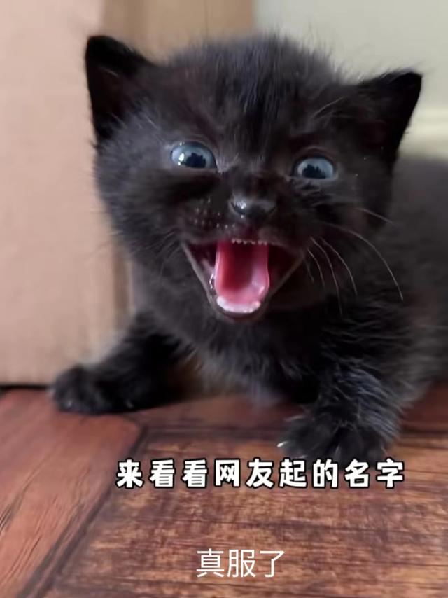网友给猫起名能有多离谱