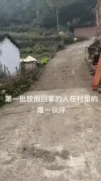 大学生放假回村，全村的狗都崩溃了：求求你们快去上学吧！
