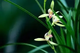 一曲《兰花草》，几许惆怅，几多期冀……图片