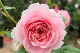 分享25种月季中抗病性强的品种图片