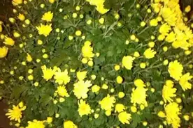 上坟烧纸看见小旋风从灰堆上走过，是亲人来拿钱了吗？图片