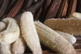 月经量少，重用丝瓜络通经活络图片