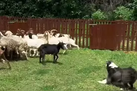 众包APP给我限制接单了，理由是没有参加线下培训图片