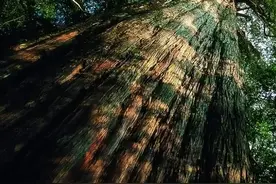 种花不如种树，6种名贵树，可遇不可求，种上1棵都能当“传家宝”图片