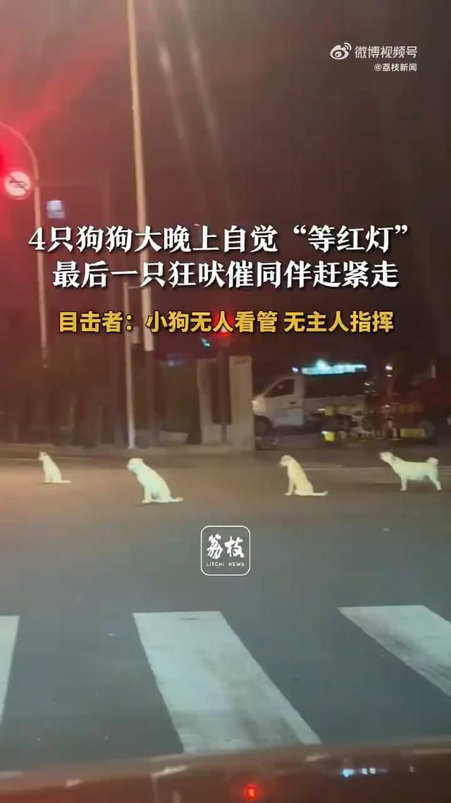 路人偶遇4只狗狗自觉排队等红灯