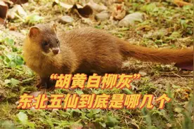 都说东北大仙多，但到底有哪些，还没人说清？图片