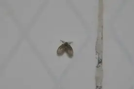 卫生间有“小黑虫”千万别用手拍！教你几个小方法，小...图片