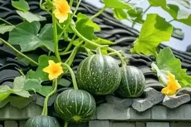 关于南瓜，有你不知道的20个冷知识： ##南瓜图片