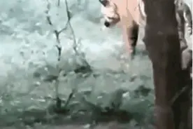 大自然的趣事：老虎与黑熊的“尾巴争斗” 在广袤的大...图片