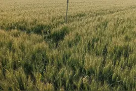 算一算一亩小麦能挣多少钱?# 种小麦利润还是很丰厚的图片