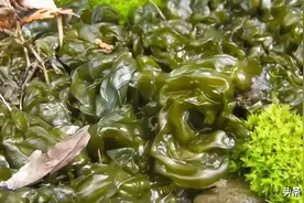 农村有八种野菜，冬天可以挖。你吃了多少种？别错过了...图片