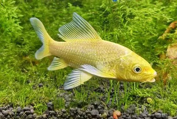 鱼鳔最贵的鱼种类排名 2026年鱼鳔最贵的鱼种类排名榜